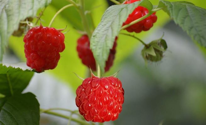 Find markedets bedste frugtige aromær med disse gode råd